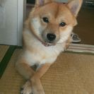 大切に育ててくださる方募集!!