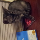 捨て猫