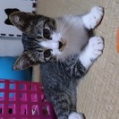 子猫の里親さん募集