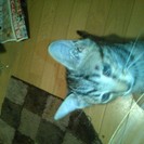 子猫里親募集