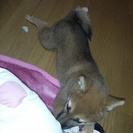 柴犬 メス7か月
