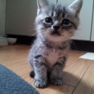 仔猫の里親募集中