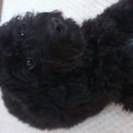 生後７ヶ月のmix犬の新しい家族を探しています。