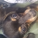 チワワとダックスのミックス犬です。