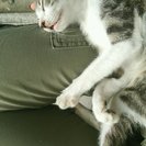 生後３ヶ月程度の猫です。