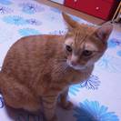 猫の里親さん探しています。