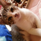 子猫貰って下さい。