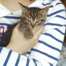 可愛い子猫の里親になってください