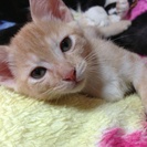 子猫6匹可愛がって下さる方を探してます。