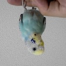 手乗りｾｷｾｲｲﾝｺ2ヶ月だけ預かって頂ける方