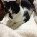 成猫里親募集中！