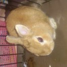 ネザーランドドワーフ