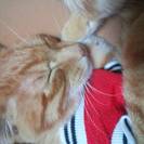 飼い主さん見つかりました