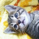 かわいい三つ子です。