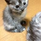 里親さん募集してます(*^_^*)