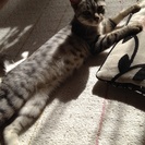 子猫の里親募集