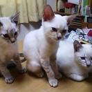 瞳がブルーの可愛い子猫を貰って下さい!!