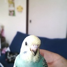 手乗りセキセイインコ♀里親を募集します。