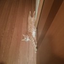 里親さん募集