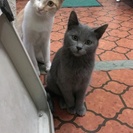 猫  オス  メス  里親募集★
