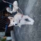 柴犬とﾃﾘｱのmix