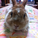 うさぎ里親募集中です！(*´･_･｀)