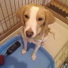 ビーグル 1才4カ月 至急