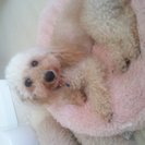 6才のトイプードルです。