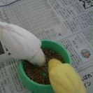 手のりインコ