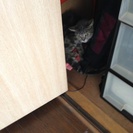 アメショーミックス女の子飼い主募集