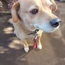 柴犬とビーグル犬の雑種です！の画像