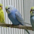 手乗りセキセイインコ譲ります
