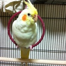 オカメインコ、セキセイインコ里親探してます。