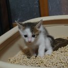 1ヶ月5日子猫里親募集