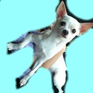 チワワ