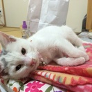 生後3ヶ月(メス)の里親を募集しています