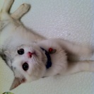 猫の兄妹の里親さんを探しています。