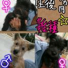 生後5ヶ月の雑種