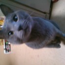 ロシアンブルー×和猫の里親募集