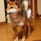 保護してます。迷い犬 