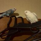 可愛いセキセイインコ