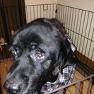 12歳の老犬