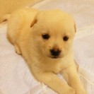 2014年1月16日産まれライトブラウン子犬里親募集中