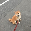 大切にしてくれる里親を募集中です