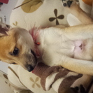 保護犬