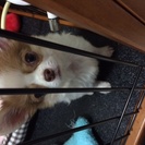 ペットショップで買ったばっかりの仔犬のチワワです。