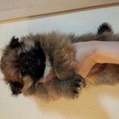 ポメラニアン子犬
