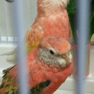 アキクサインコの里親さん募集してます。