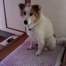 里親募集します