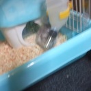 ゴールデンブルーハムスター